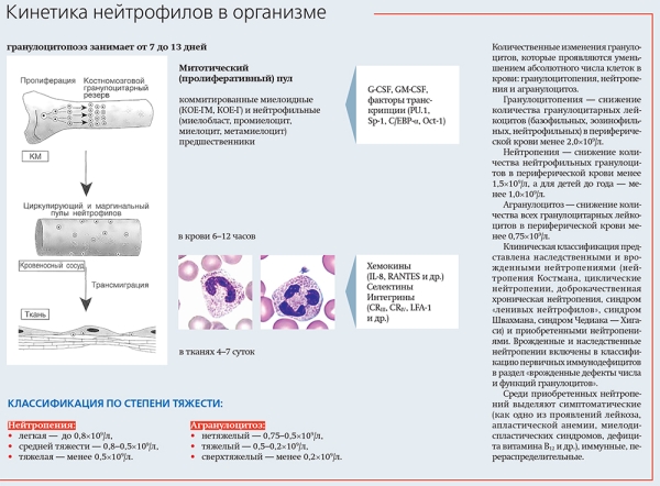 Дети с нейтропенией:  оправданна ли гиперопека?			     
        Дети с нейтропенией:  оправданна ли гиперопека?