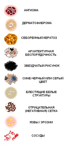 Онкодерматология: алгоритмы диагностики для врачей первичного звена			     
        Онкодерматология: алгоритмы диагностики для врачей первичного звена