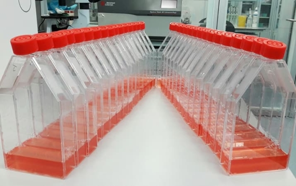 Киллерные клетки против опухолей			     
        Киллерные клетки против опухолей