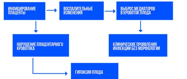 Патология плаценты при COVID-19			     
        Патология плаценты при COVID-19