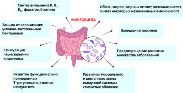 Микробиота и иммунитет			
        
         
        Микробиота и иммунитет